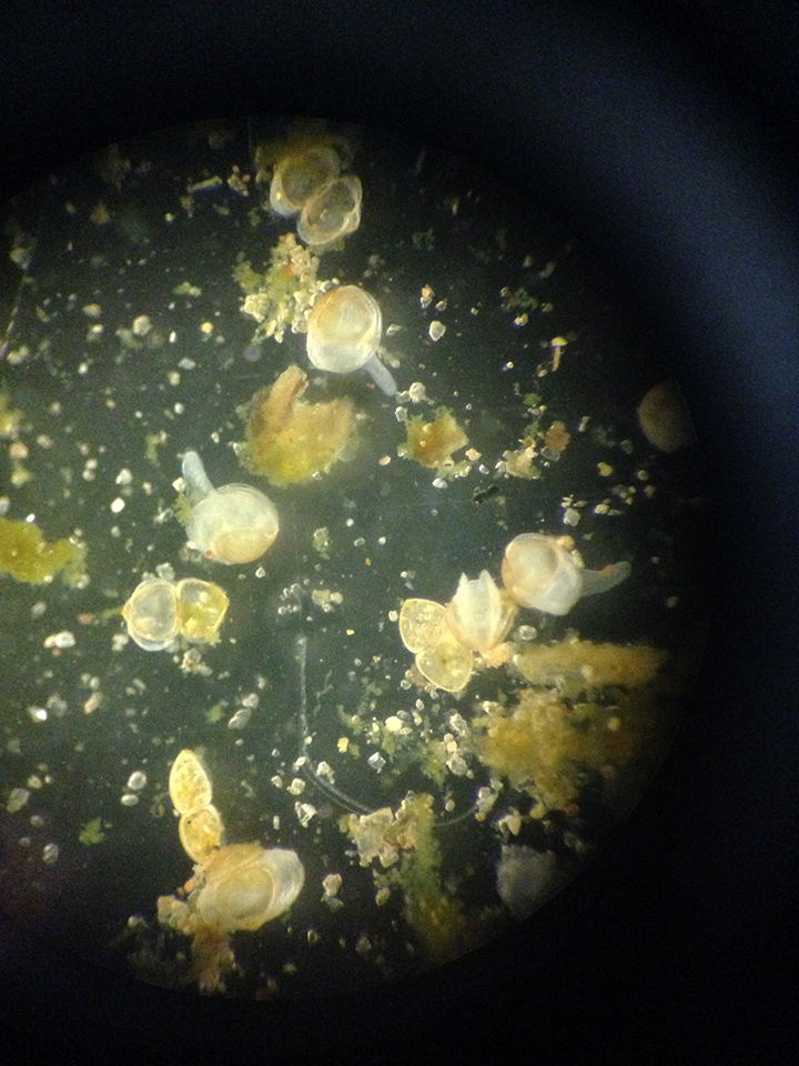 Juvenile Oregon floater mussels