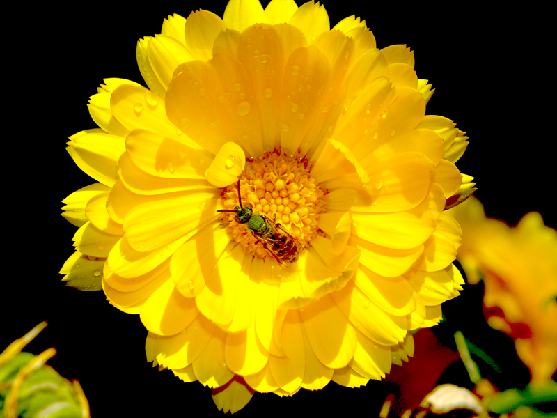 agapostemon mace vaughan