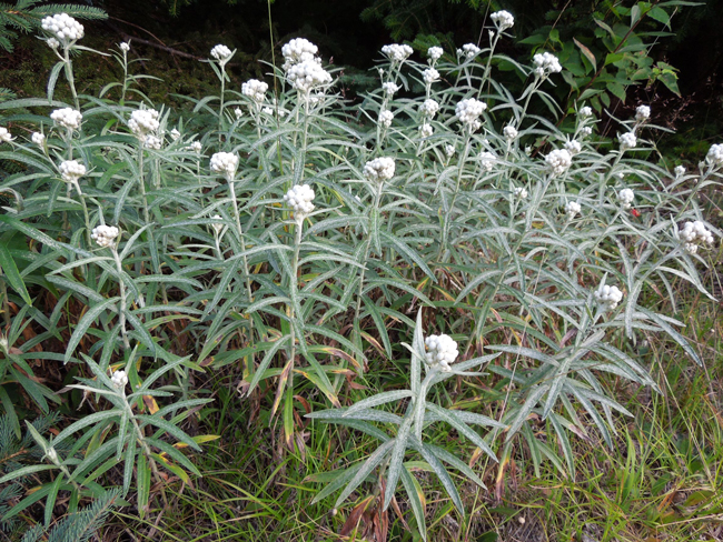 pearly everlasting