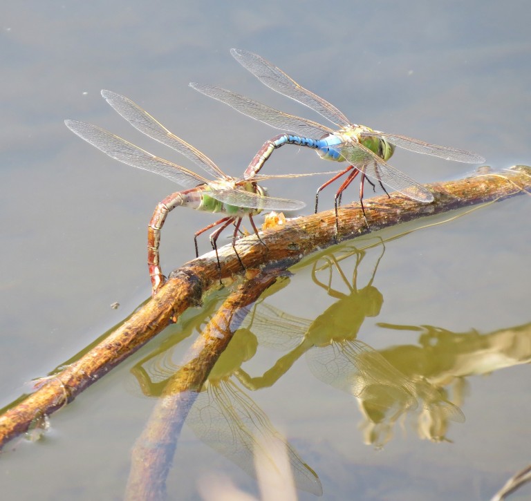 common green darner