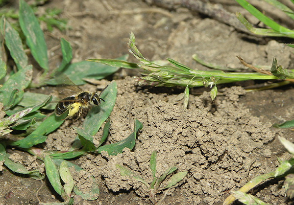 Mining bees (Andrena spp.) are terrific pollinators of apples! They ground nest within the orchard making their “work commute” very short, and are amongst the first bees to emerge in spring. (Photo: Matthew Shepherd / The Xerces Society)