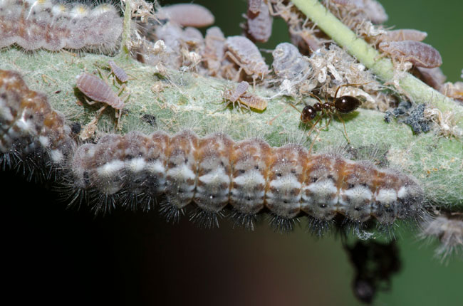 harvester larvae