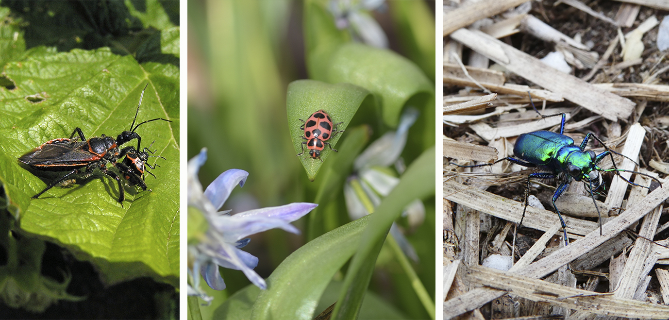 An assassin bug with its stink bug prey; a pink spotted lady beetle; and a six-spotted tiger beetle.