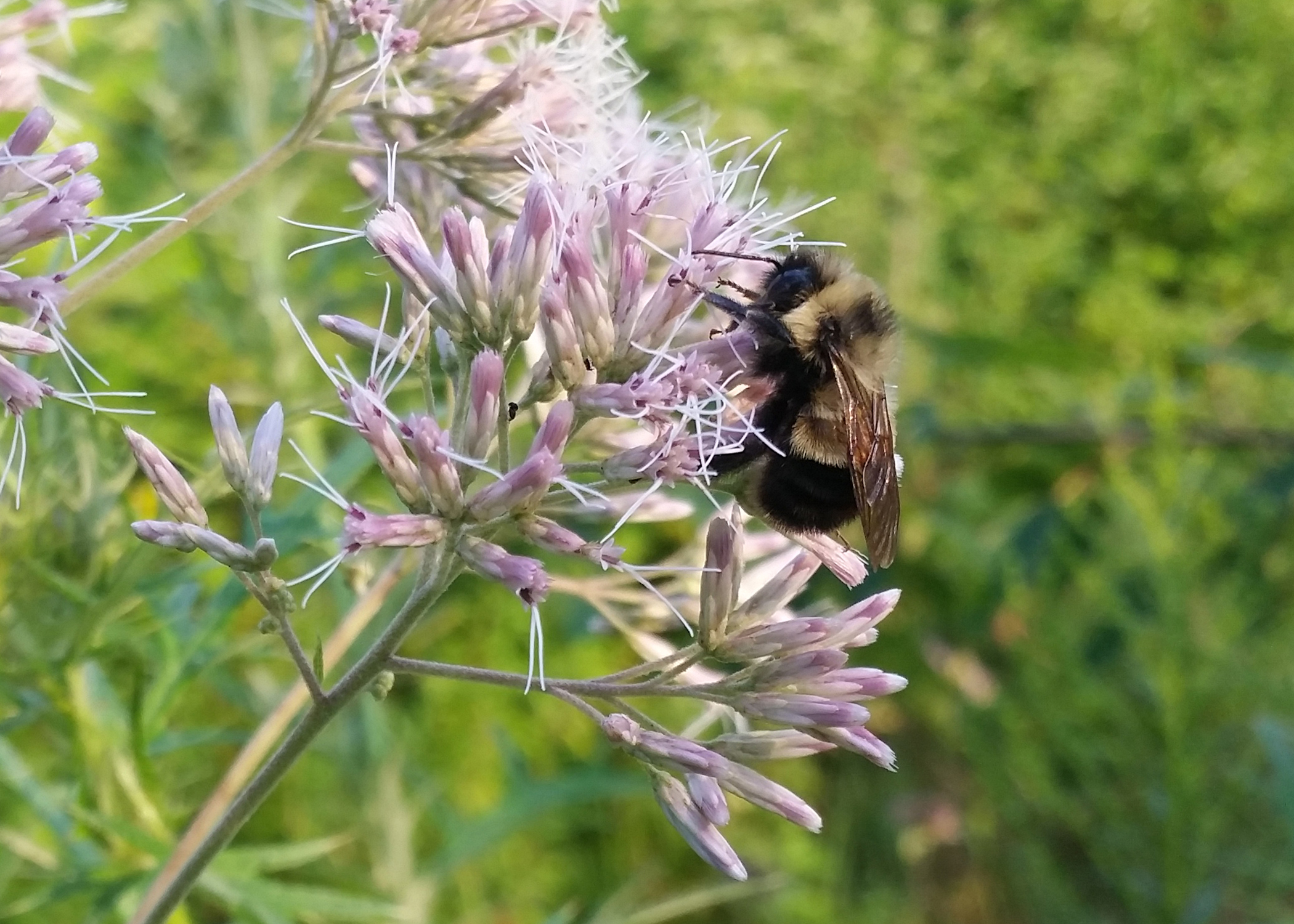 Rusty patch bumble bee drinking nectar from a purple flower.