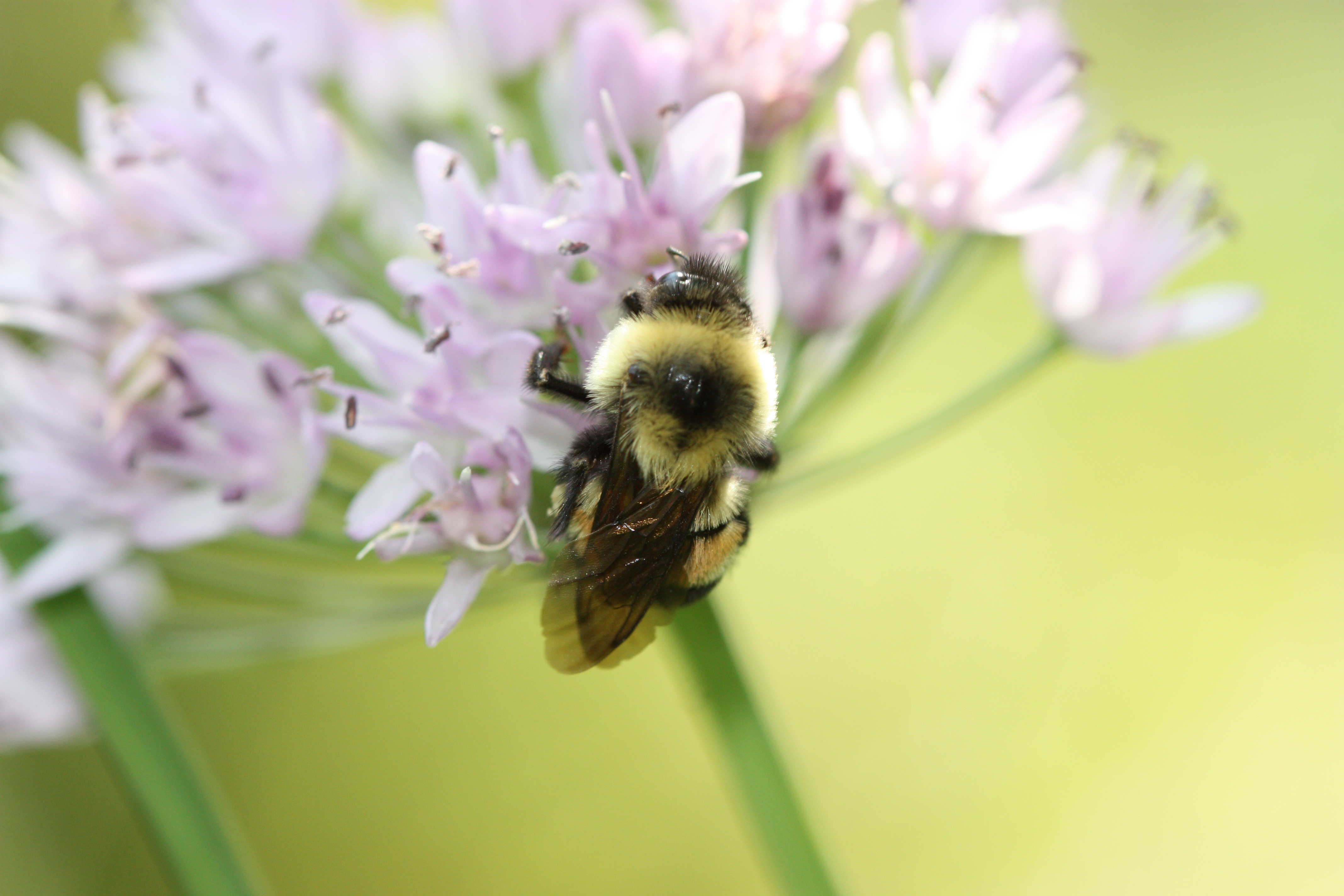 A close up image of a rusty patch bumble bee on a purple flower.