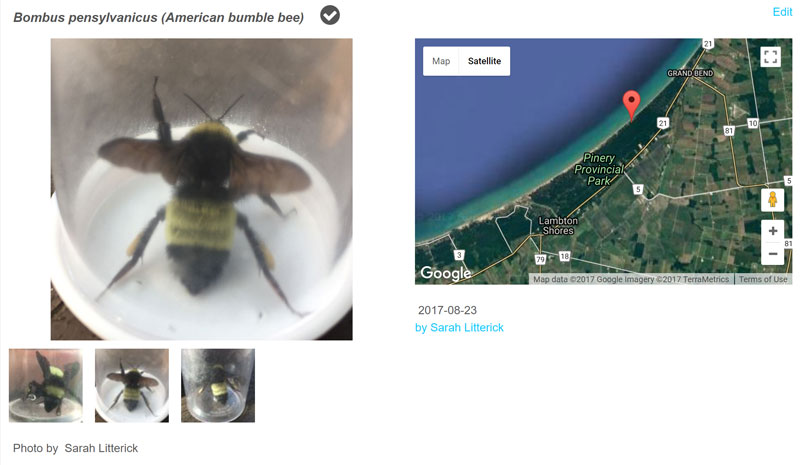 bombus pennsylvanicus