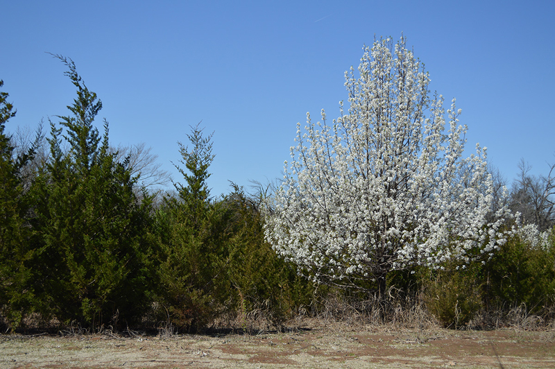 bradford pear