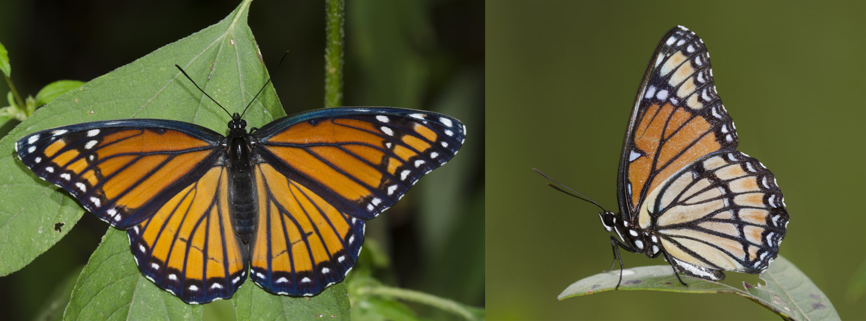 Both the dorsal and ventral view of a viceroy butterfly are shown. They closely resemble the orange and black monarch, but have one stripe across the bottom of their wings that monarchs do not.