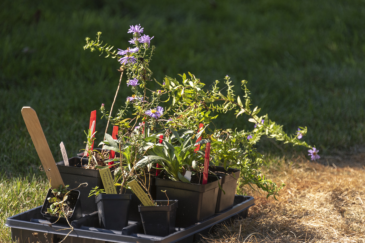 A few pollinator plants in their starters with labels, glowing in the sunlight. 