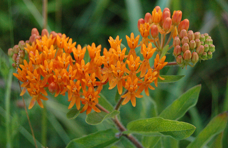 asclepias tuberosa