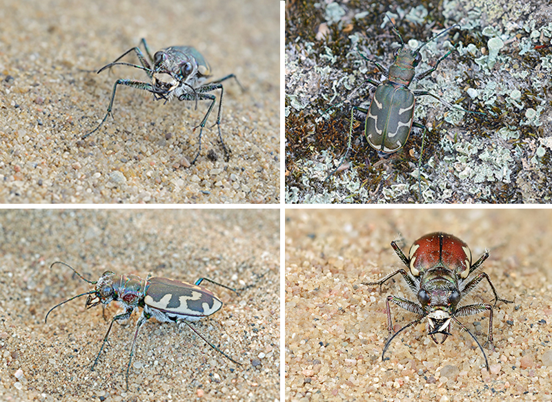 tiger beetles