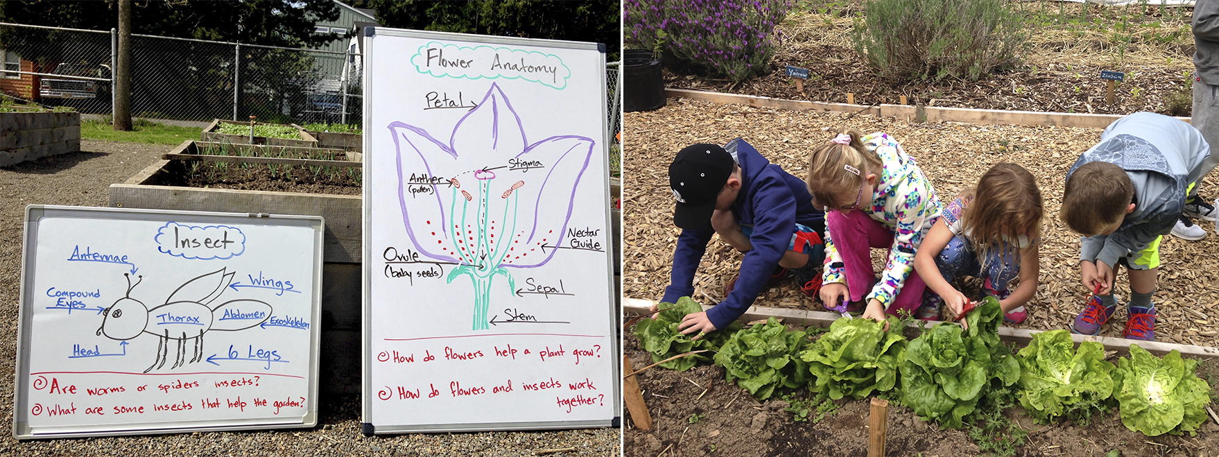 At left, hand-drawn diagrams detail insect and flower anatomy. At right, children tend plantings in a raised bed.