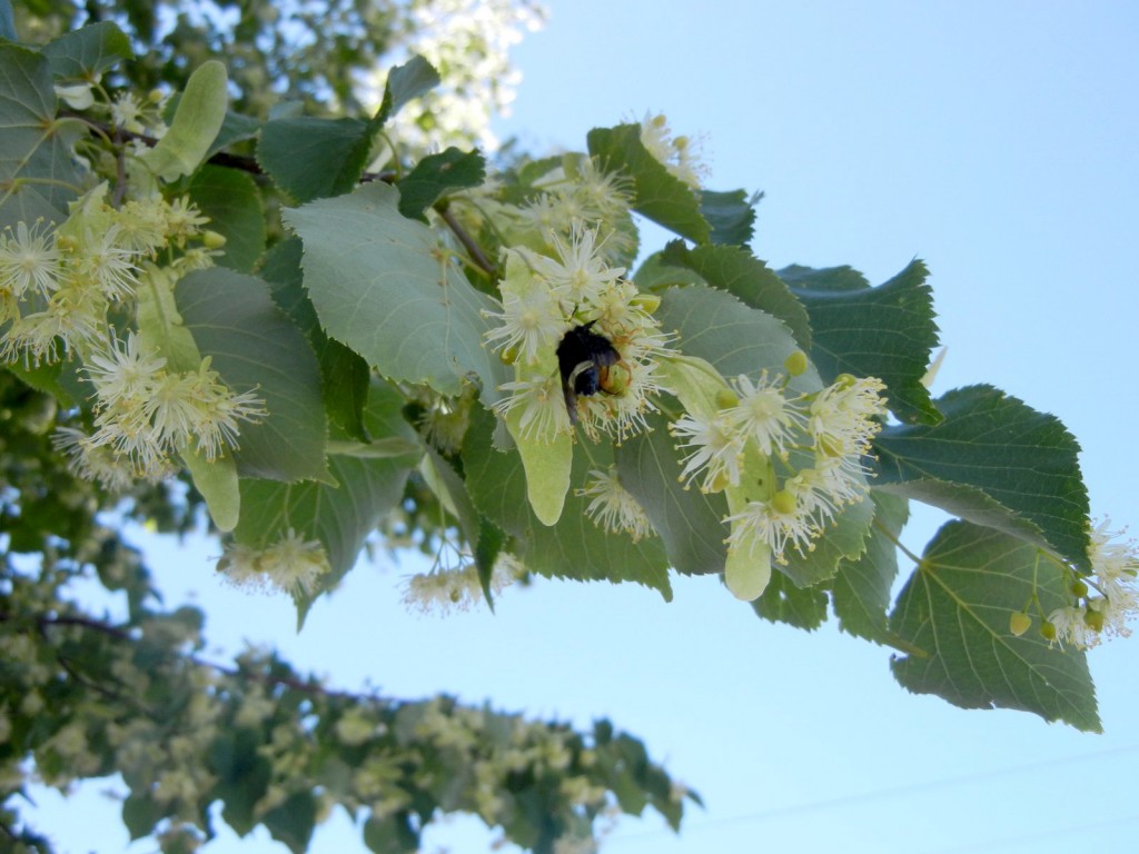 A hapless bumble bee feeds from the flowers of the neonic-treated linden tree.