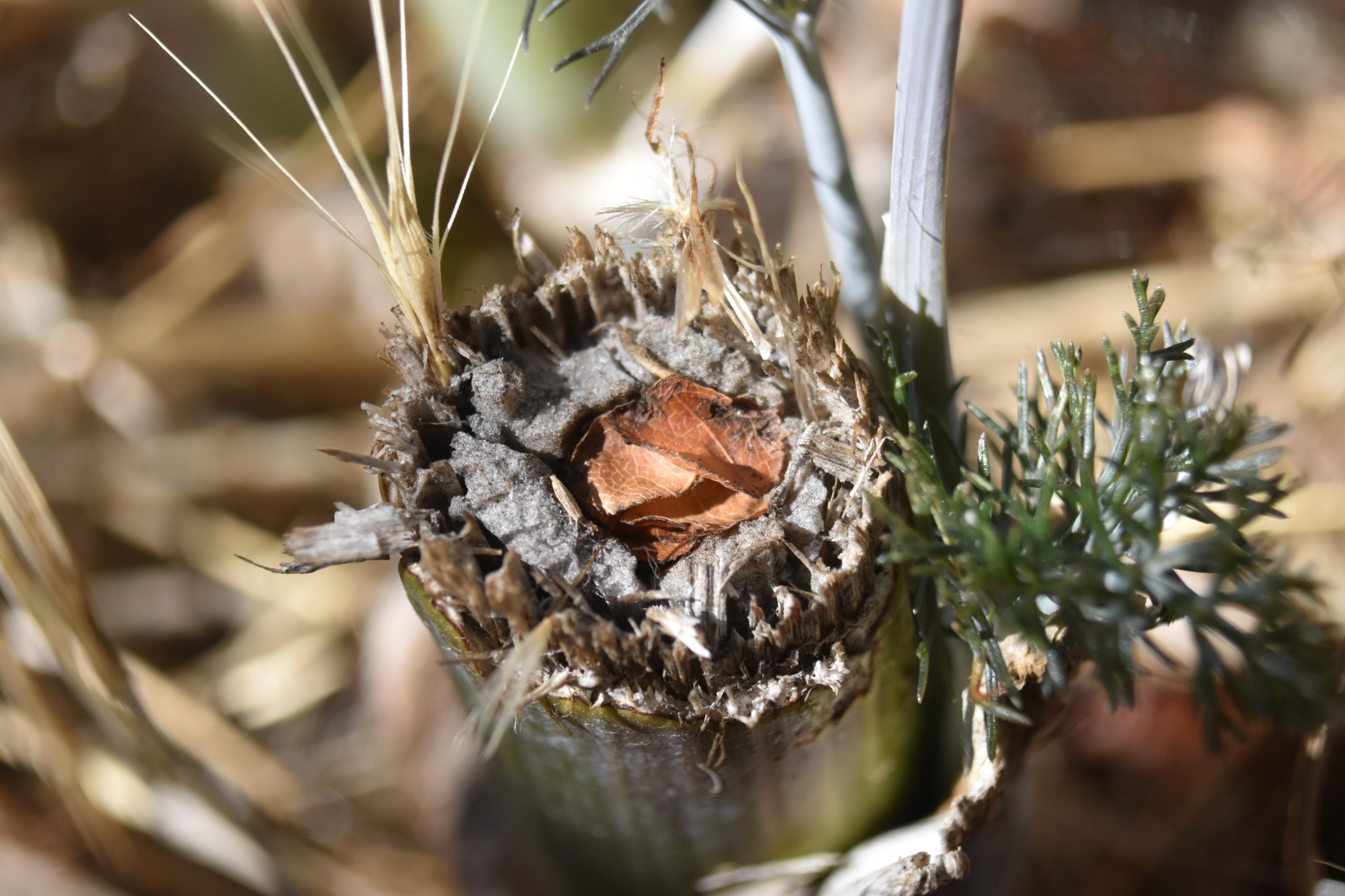 The hole in the end of this broken flower stem is filled with neatly cut pieces of leaf, a sure sign that a leafcutter bee has made a nest.