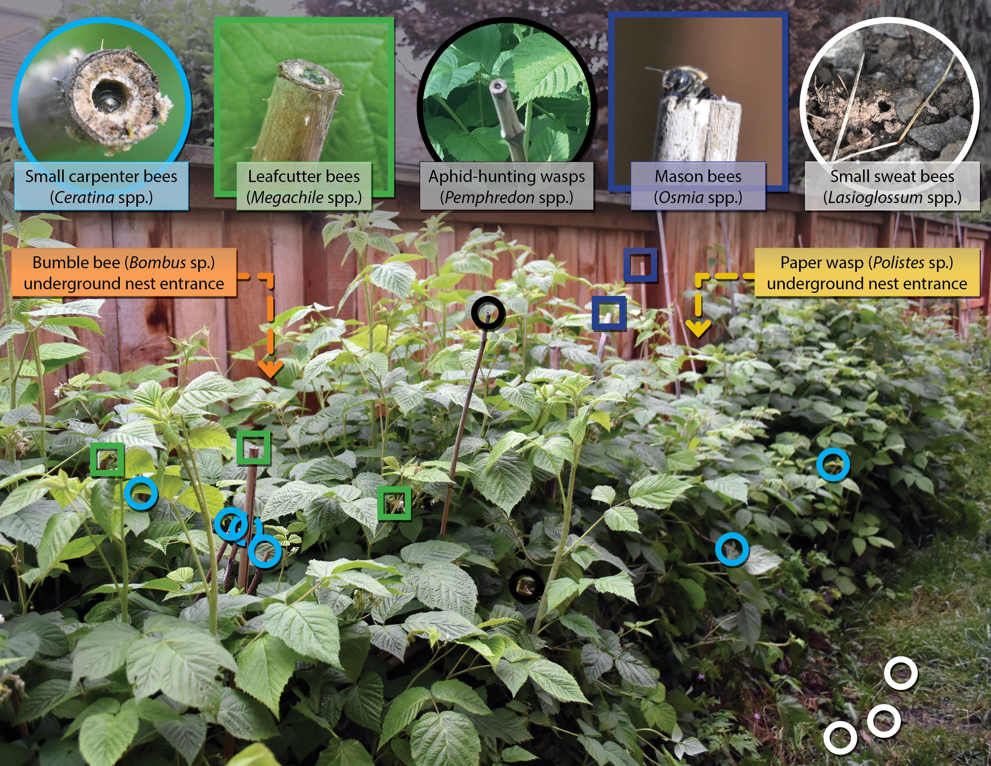 This diagram shows close-up shots of the various insects that can be found on a hedge comprised of raspberry bushes, including bumble bees and aphid-hunting wasps.