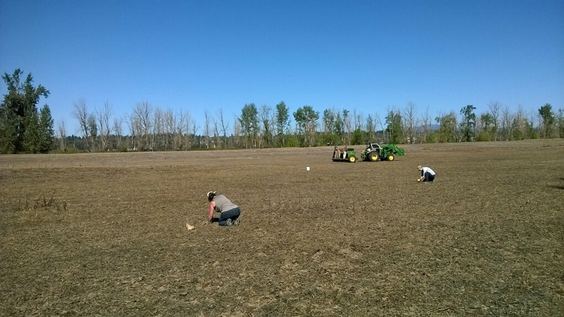 The final task: Port of Portland staff plant 2,000 camas lily bulbs by hand.