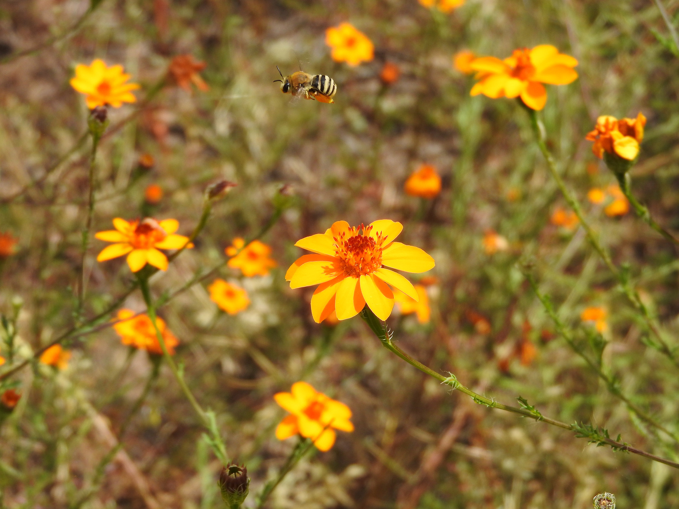 A bee with golden-brown hair on the front half of its body and distinct black and white hairless strips on the rear half flies above yellow flowers.
