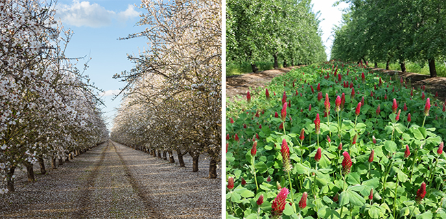 almond grove pollinator habitat