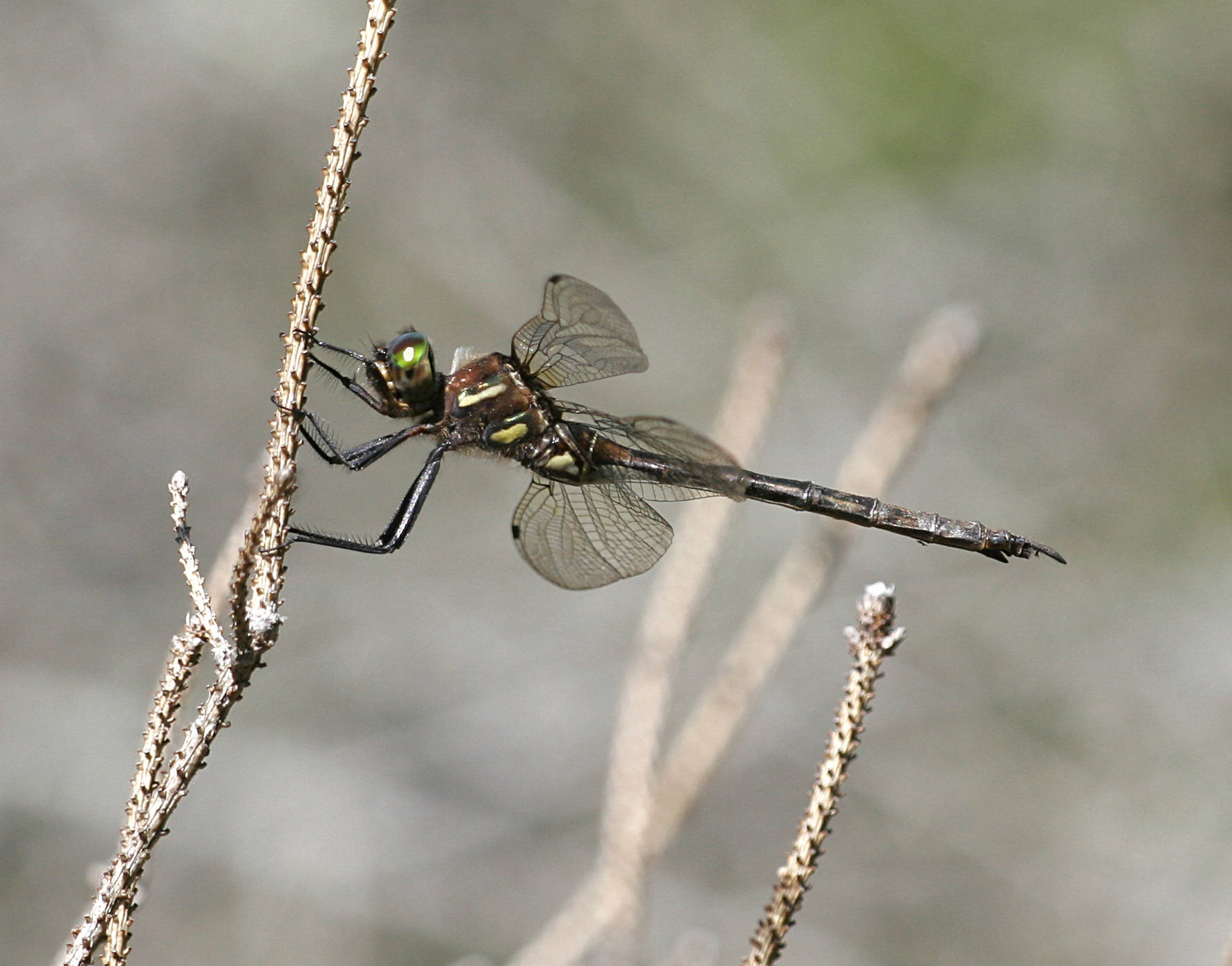 A brownish dragonfly holds on to a bare twig.