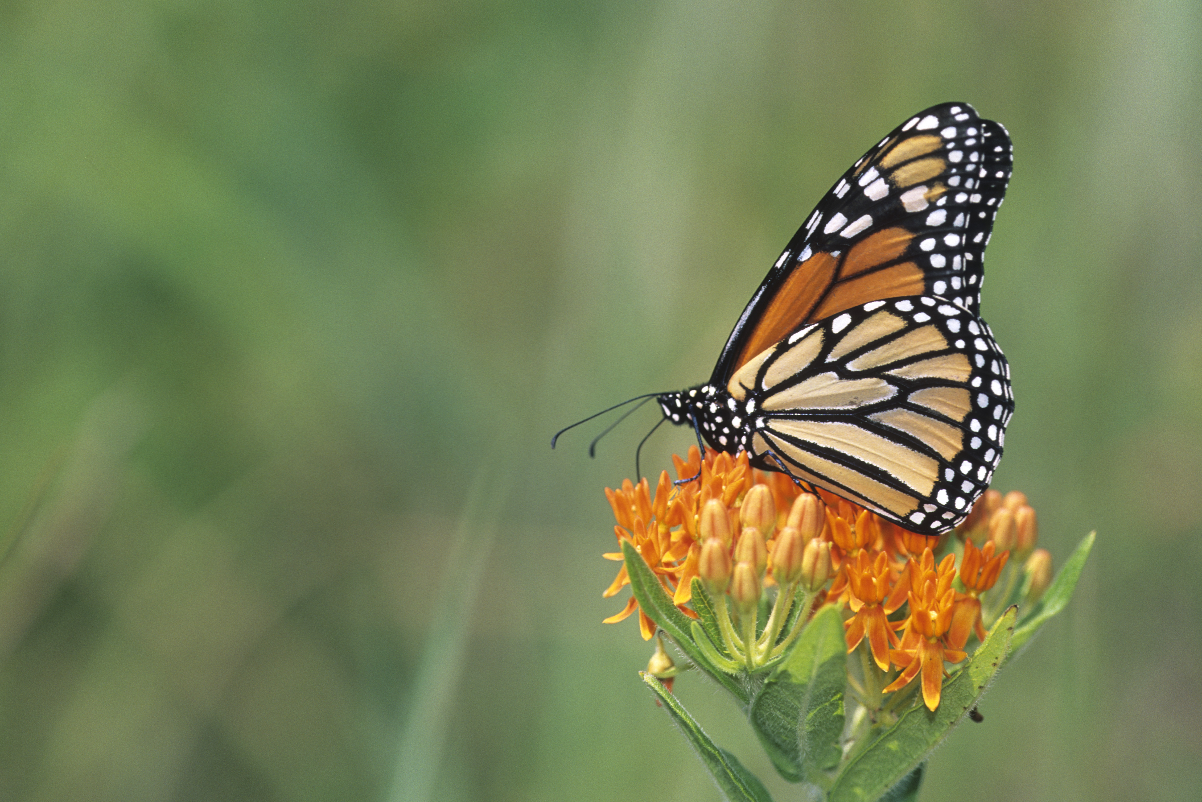 An orange monarch perches regally atop a flower. The green background is blurred out.