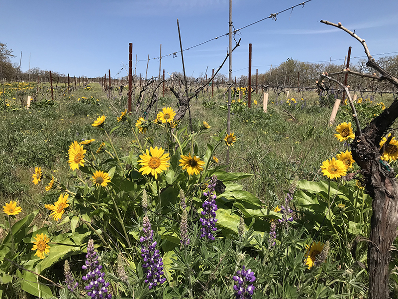 A verdant landscape is dotted with yellow and purple blooms.