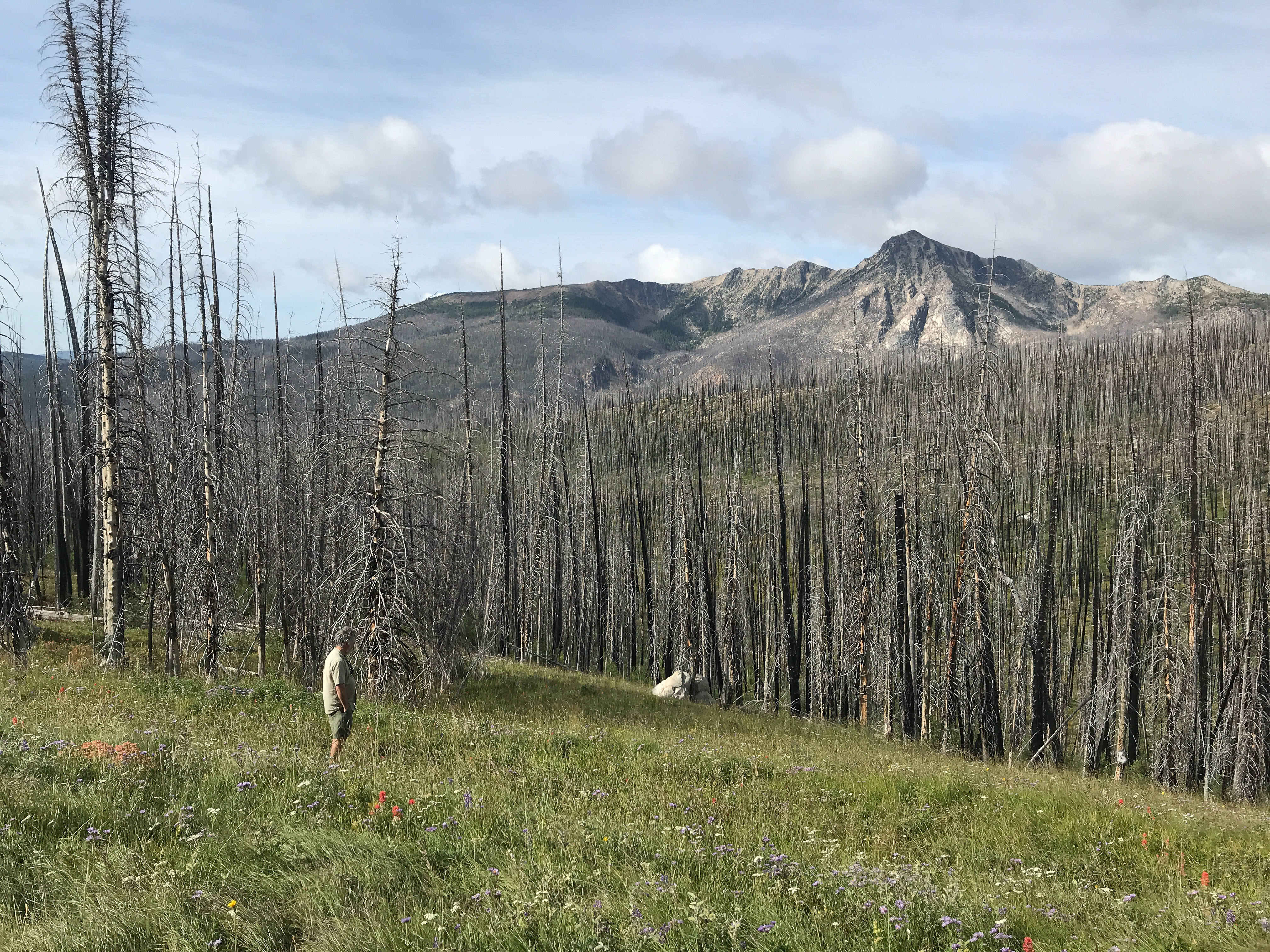 An alpine landscape is shown. Background: stark, gray peaks. Middle ground: charred trees. Foreground: alpine meadow studded with colorful flowers.