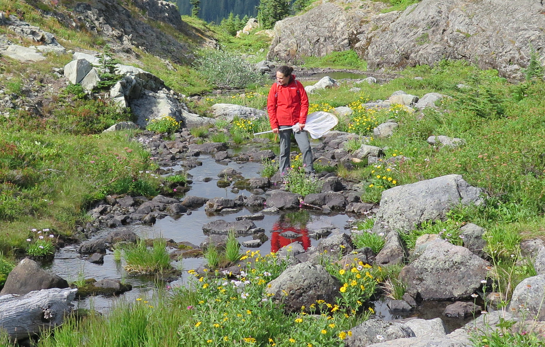A woman in a red rain coat and gray hiking pants stands on the edge of a rocky mountain stream, holding a net, and scanning the water carefully. She is in a mountain meadow with yellow flowers.