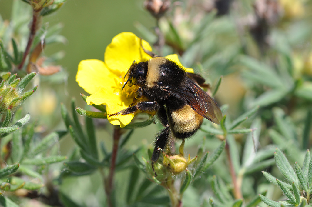 A bumble bee rests on a small yellow flower.