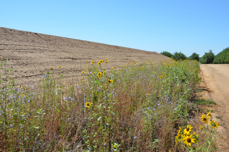 after photo showing wildflower habitat after establishment