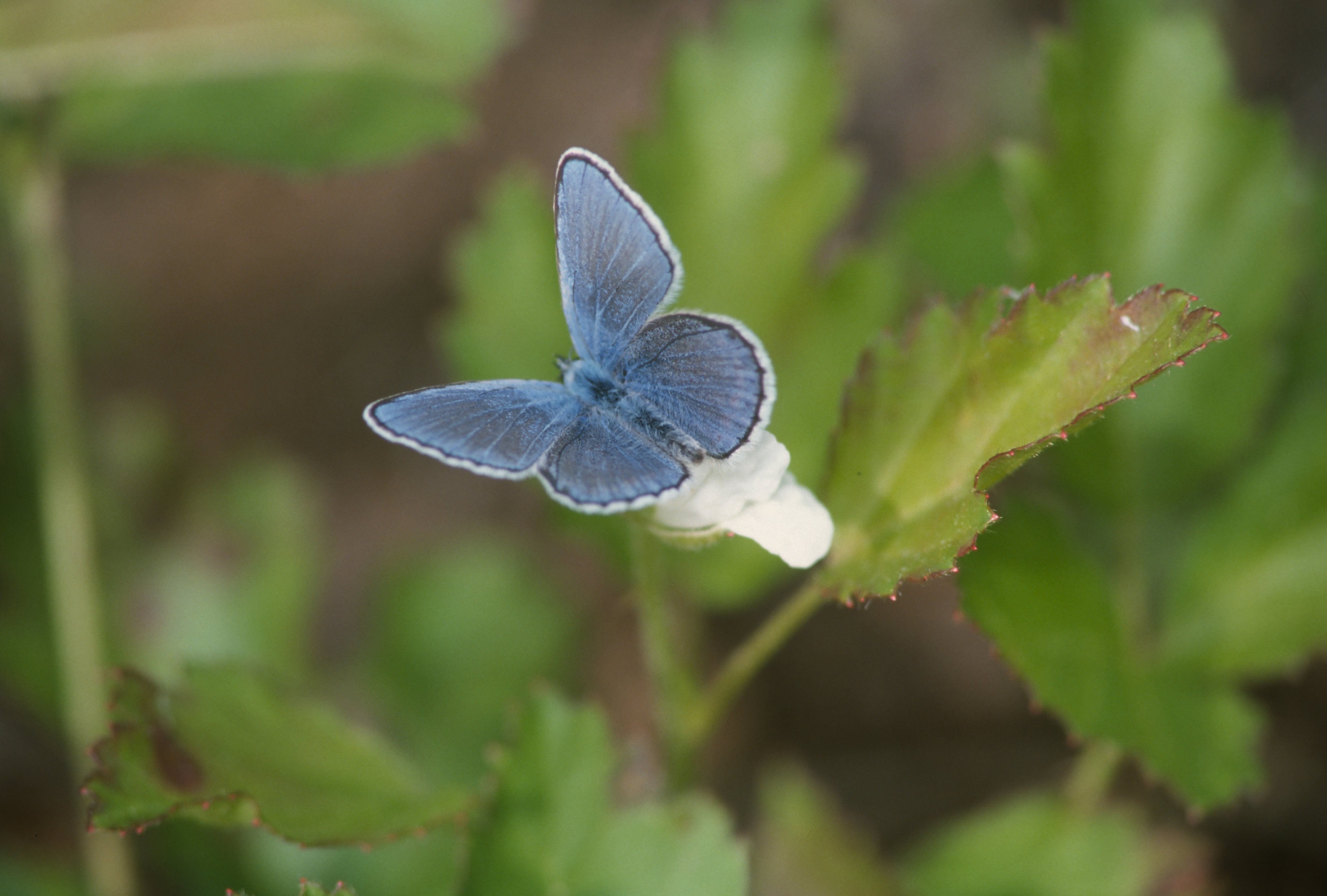 A blue butterfly stands out among green vegetation.