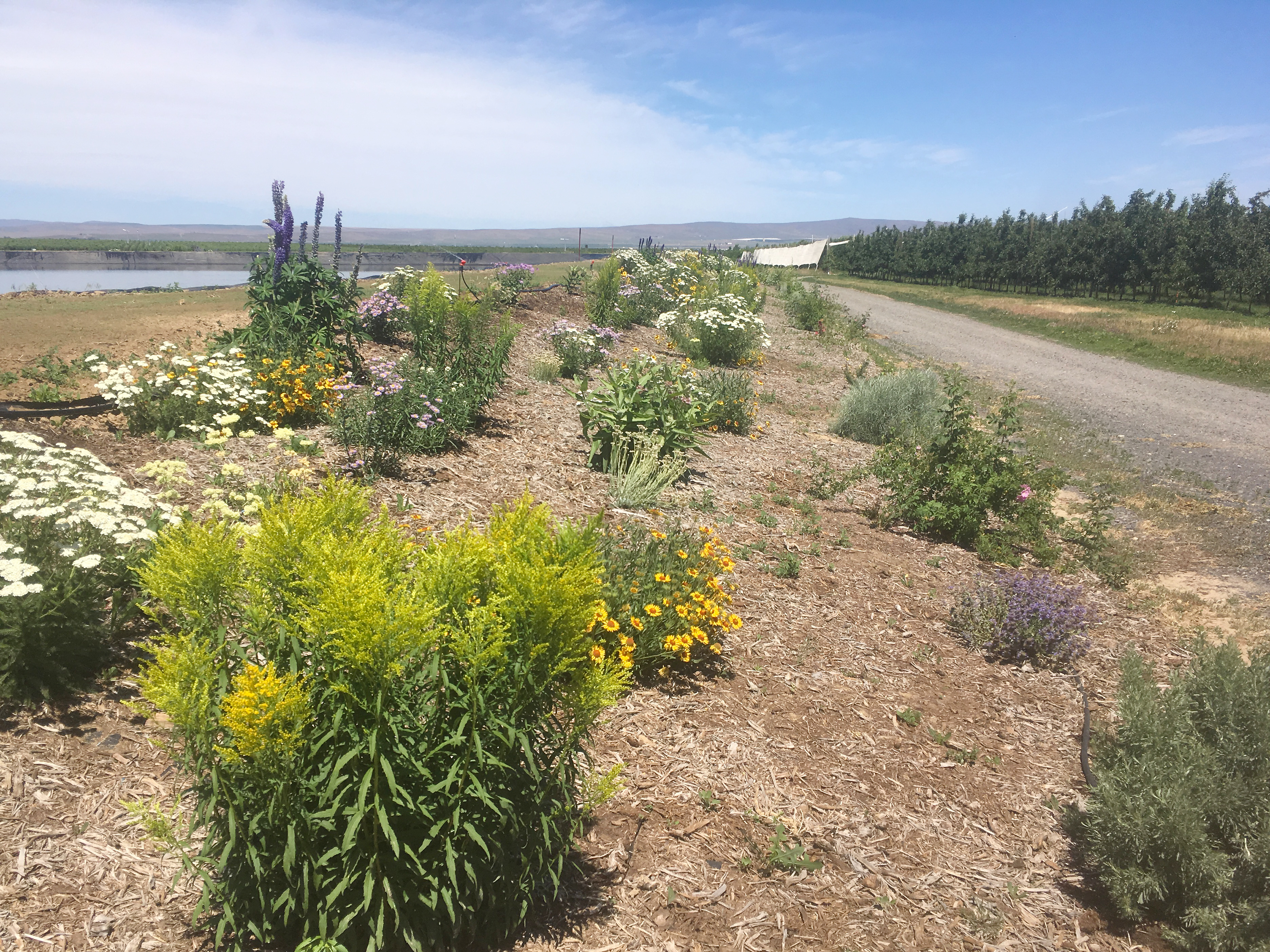Colorful flowers bloom on an assortment of plants in a hedgerow along an irrigation ditch.