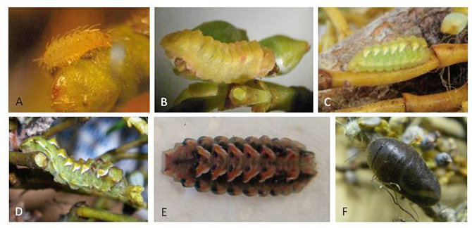 johnsons hairstreak life cycle