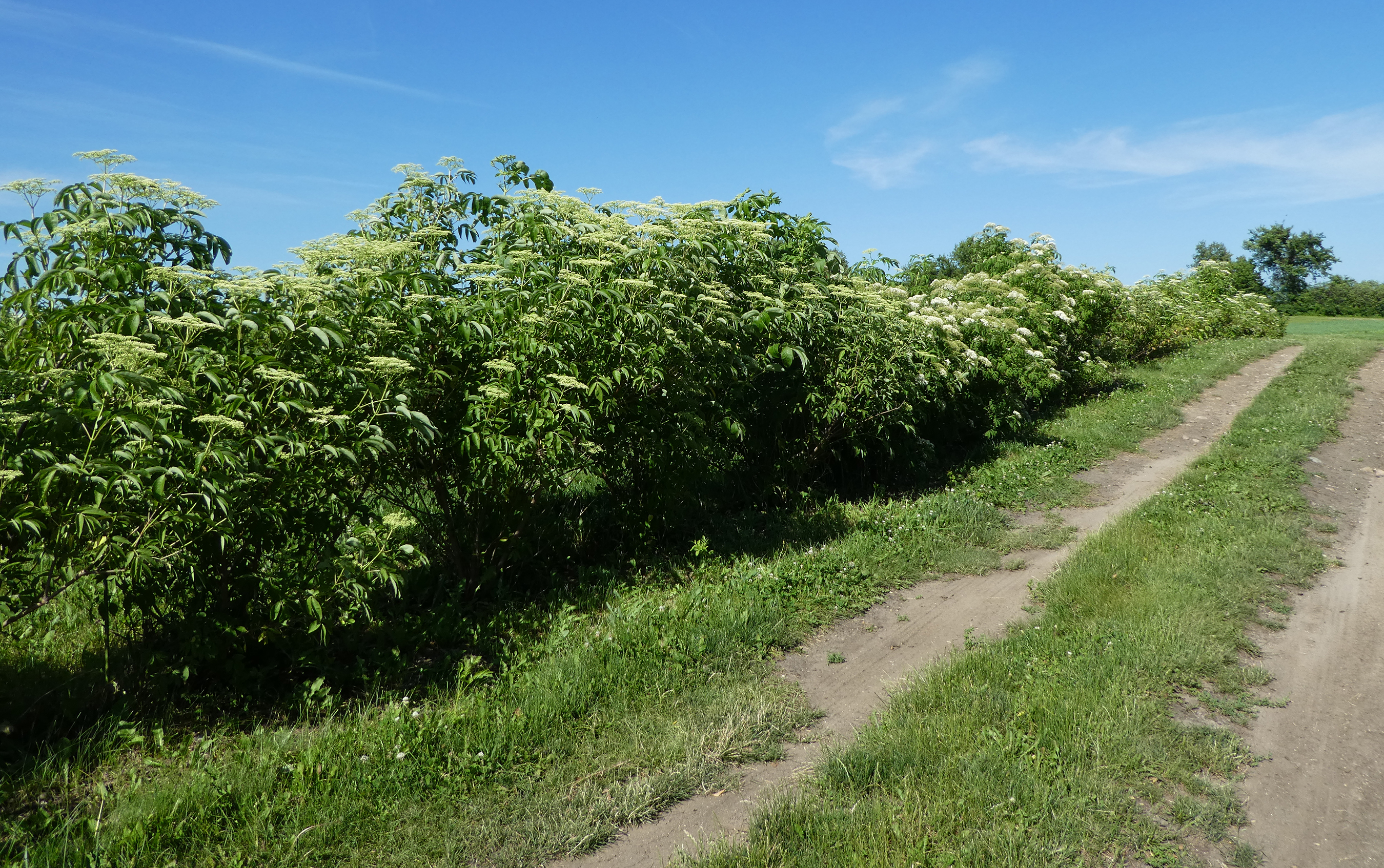 The white flowers of elderberry bloom along the length of a hedgerow growing beside a farm road.