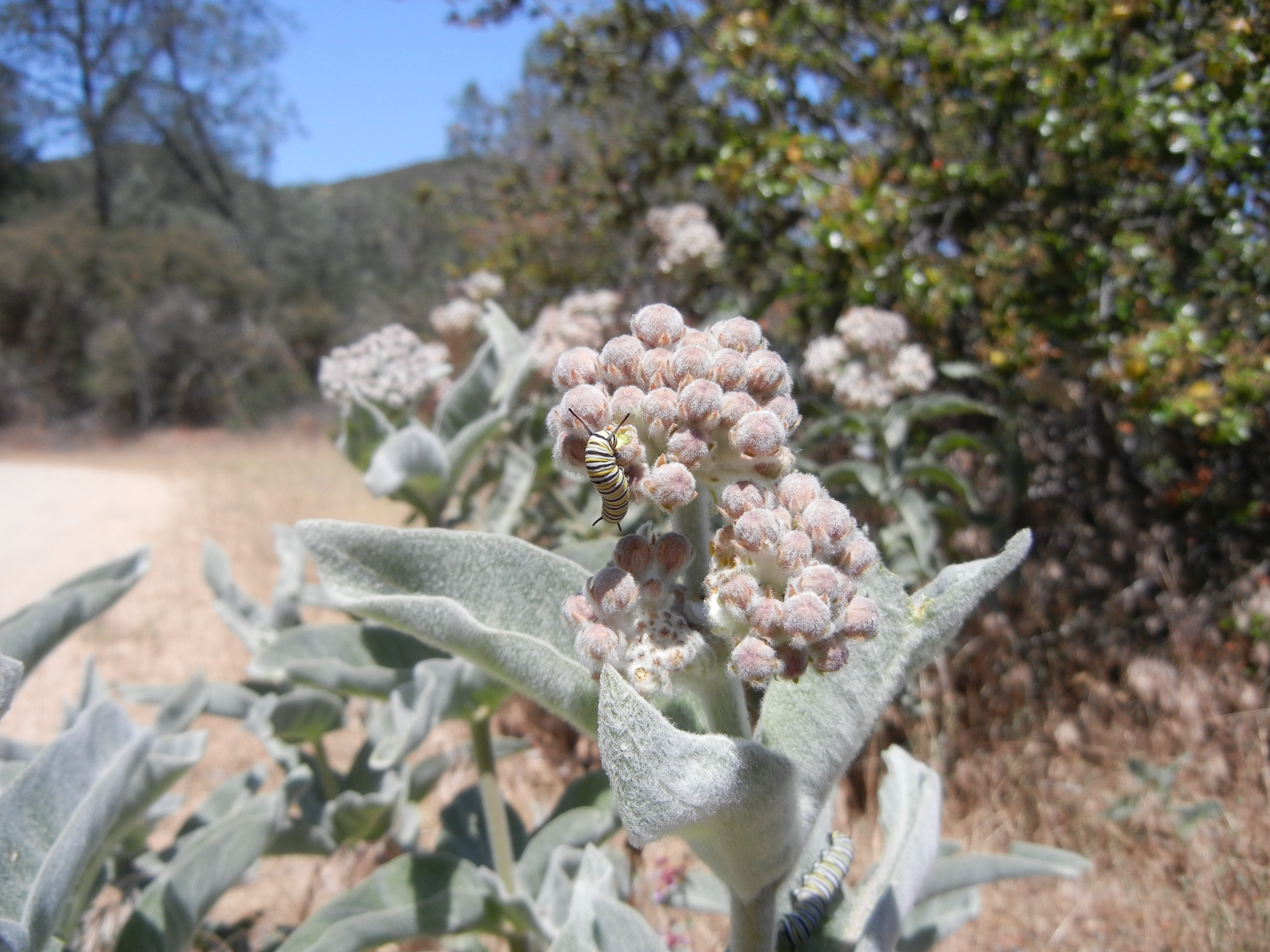 Monarch caterpillar feed on woollypod milkweed