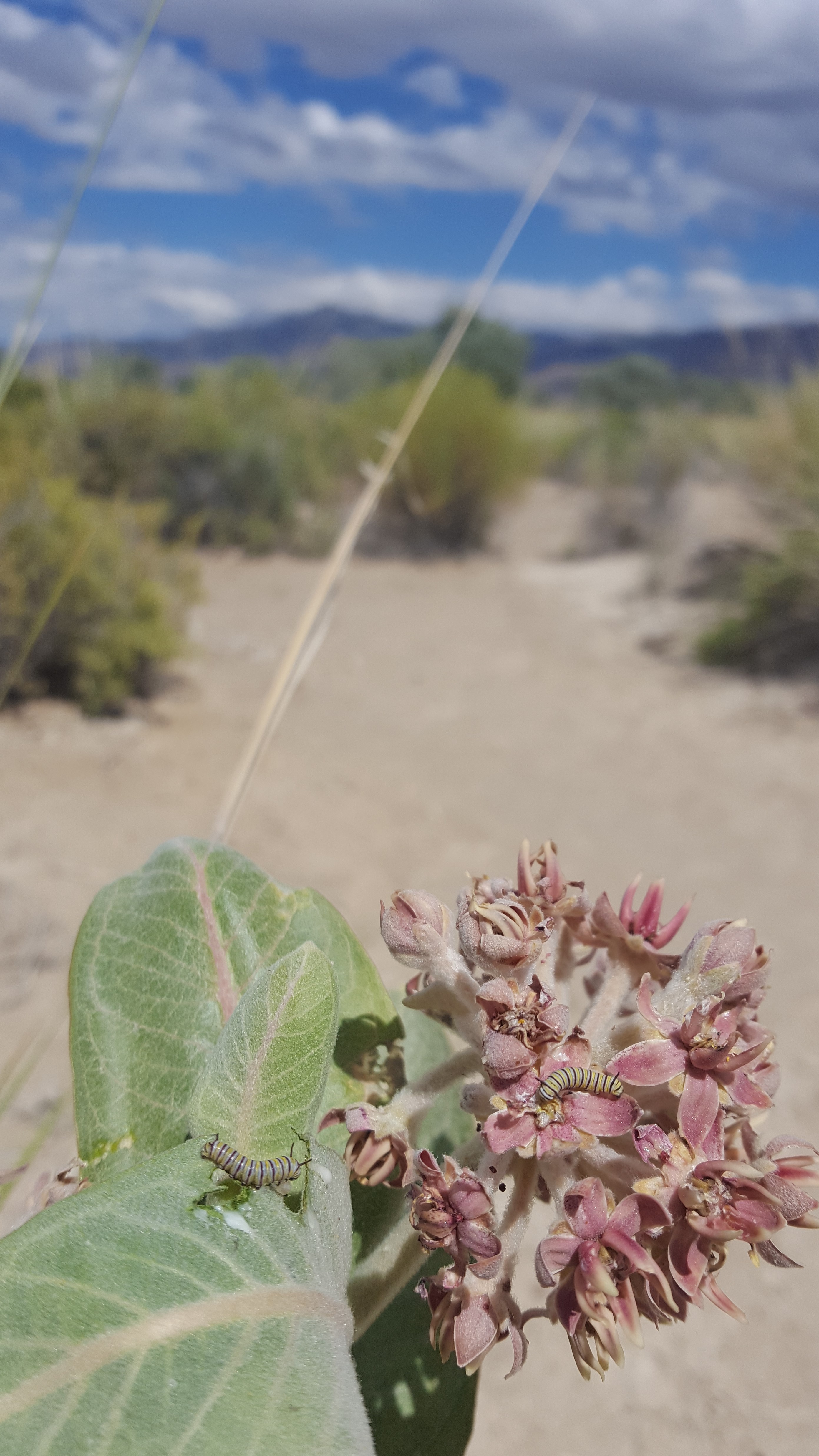 A monarch caterpillar (with yellow, black, and white stripes) crawls on a plant with pale green leaves and pink flowers, with an arid landscape in the background.