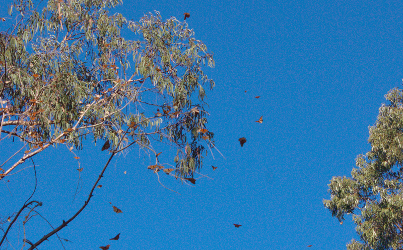 monarchs in flight