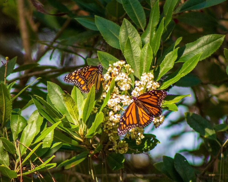 Two monarchs rest on a flower cluster at Pacific Grove, 2022 (Isis Howard/ Xerces Society)