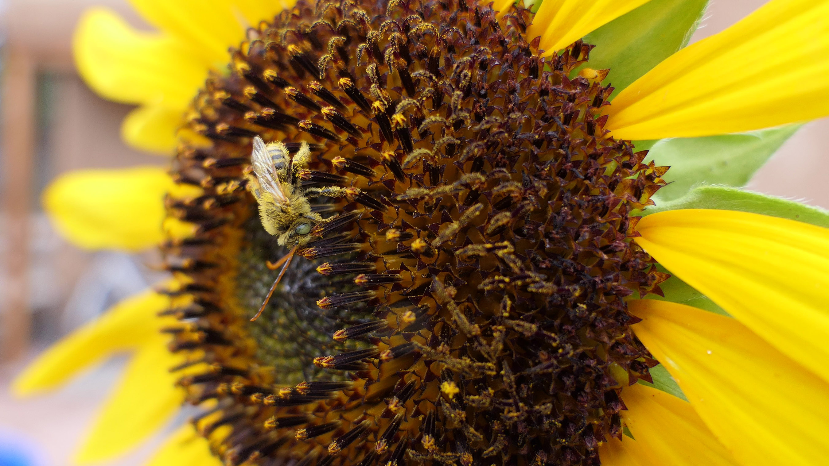 A pale brown bee with very long antennae forages on a sunflower