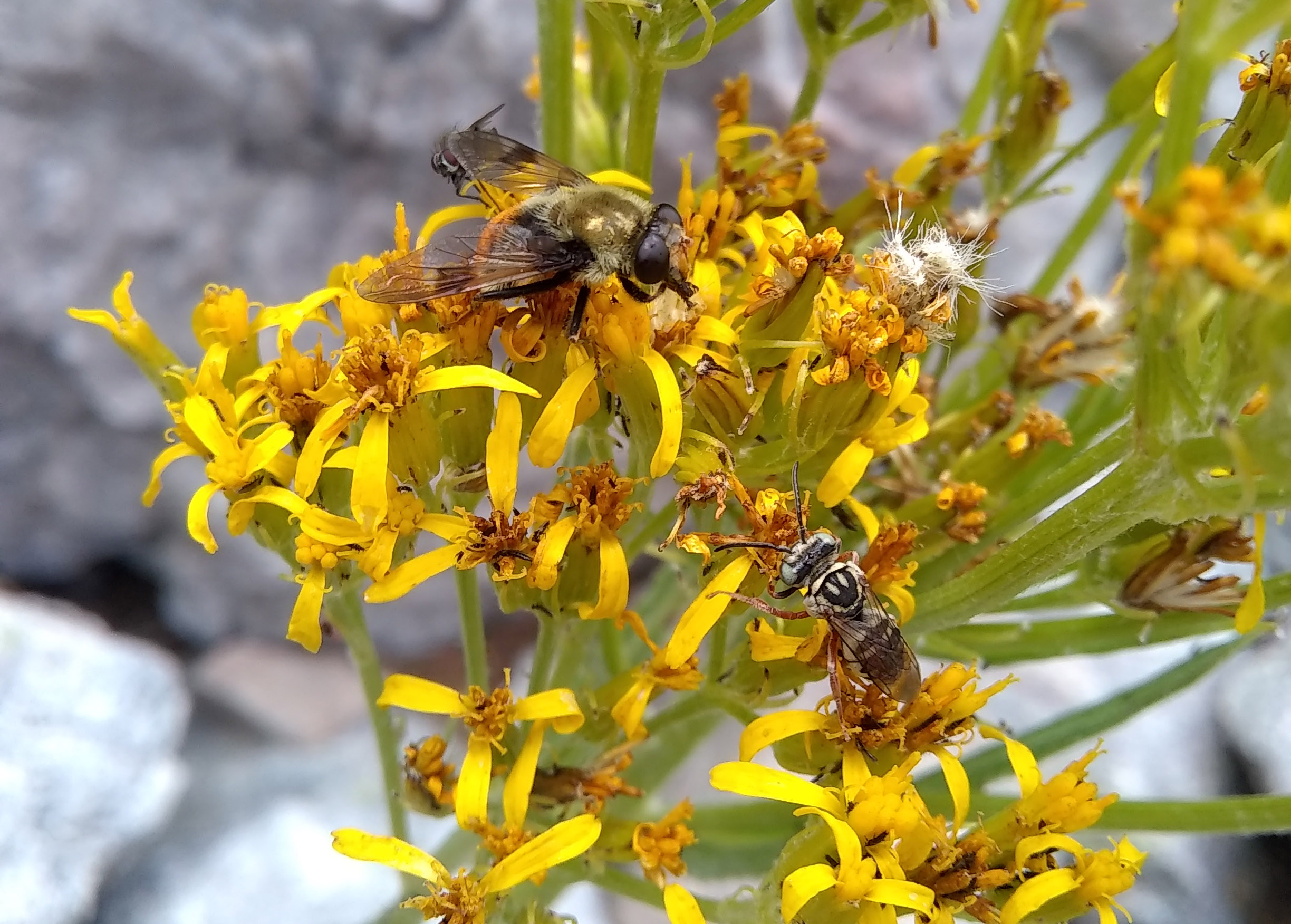A golden-yellow fly and a smaller black-and-white bee drink nectar on flower flowers