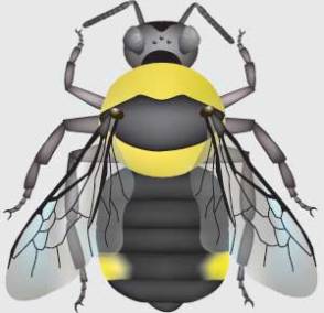 B. suckleyi also has an all black abdomen with yellow on the edges of T4. 