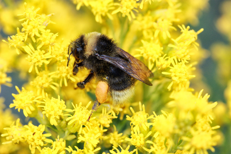 bombus occidentalis