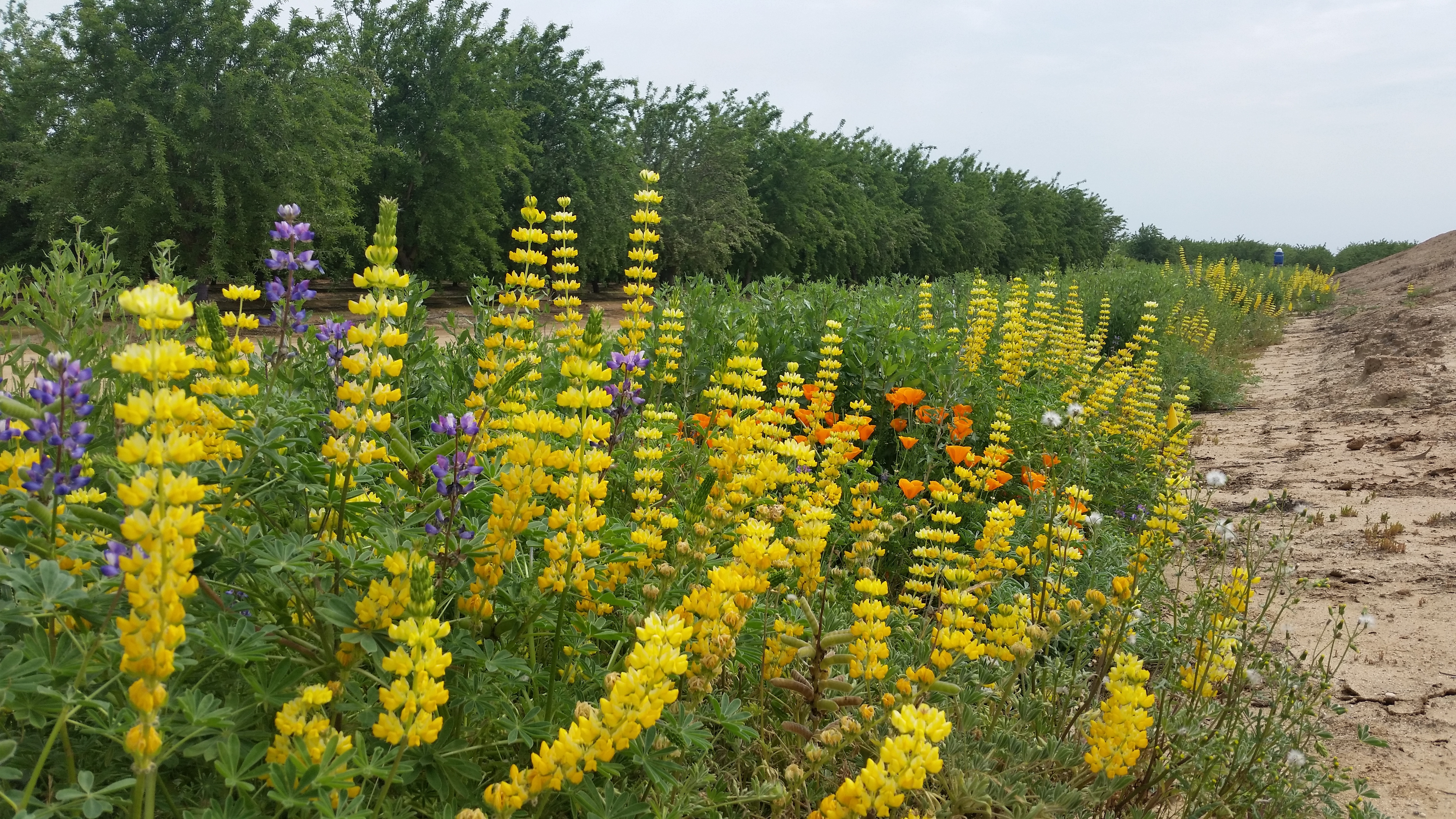 A hedgerow alongside an almond orchard bursts with color.
