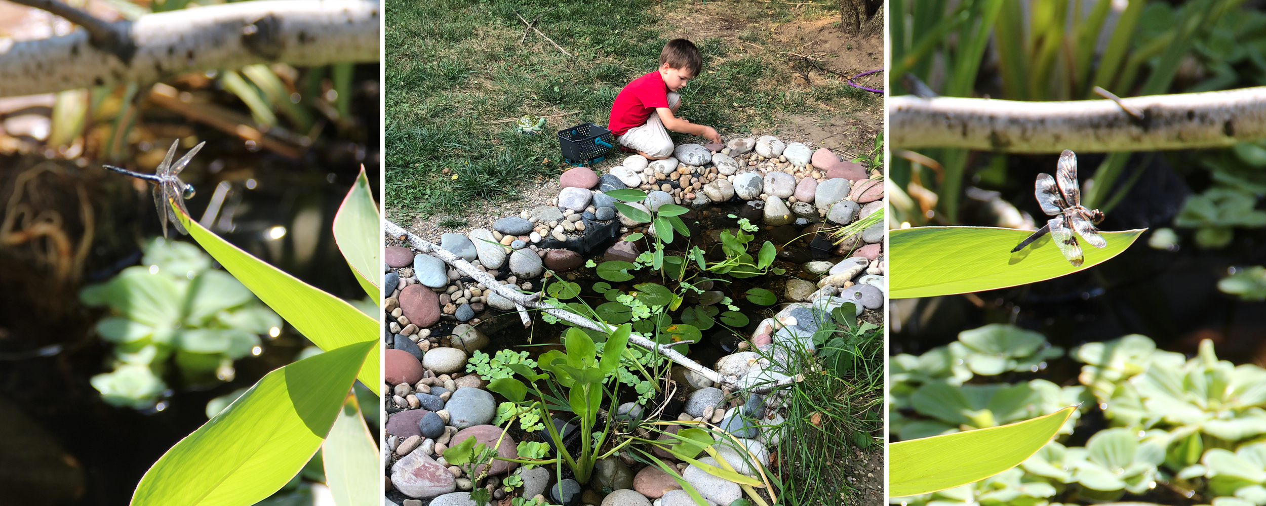 A trio of photos showing how the plants and insects thrived in the pond. On the left is a dragon fly with blue eyes, on the right a dragonfly with dark and light stripes on its wings.