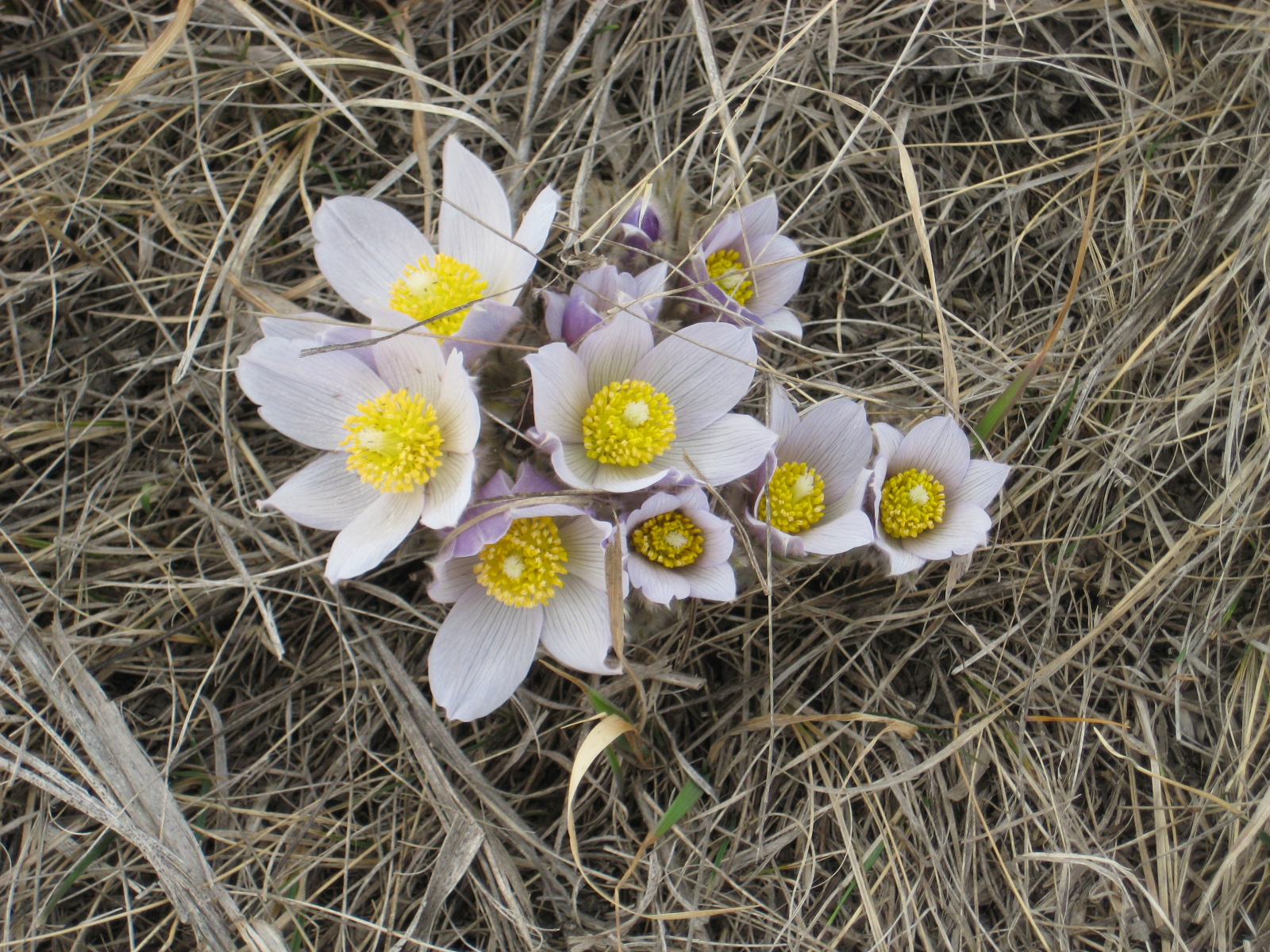 Pink blooms of prairie crocus contrast against the brown grass