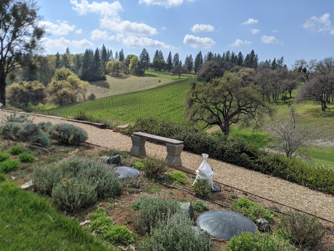 in this view of a California vineyard, rows of grapes can be seen growing between areas of oak savanna.