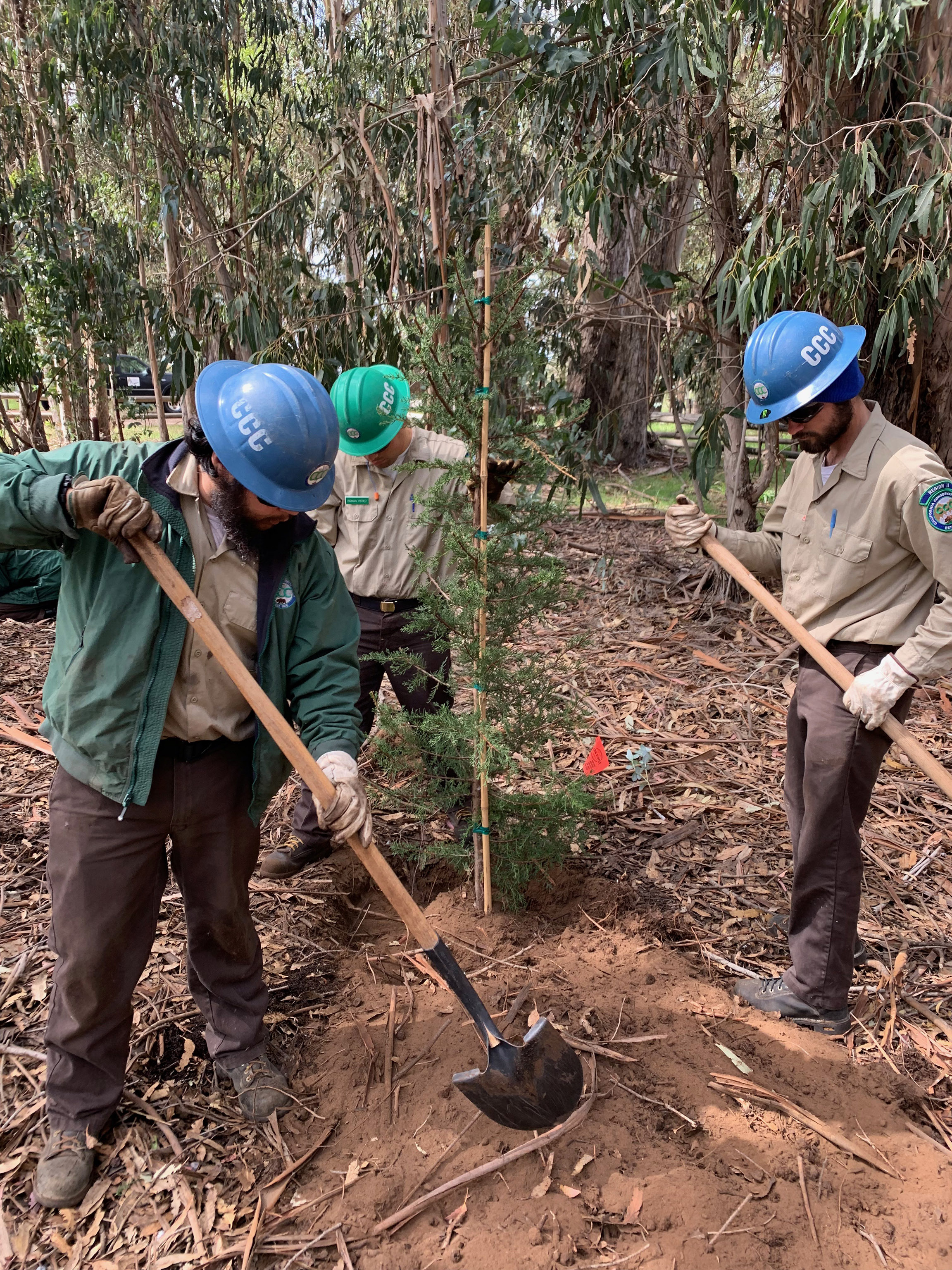 Three young men use shovels to help plant a new tree in the middle of a grove