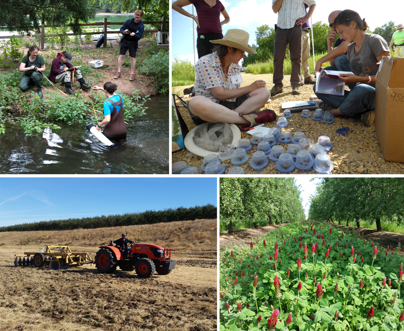 Conducting surveys, creating demonstration sites, and testing and evaluating new practices to establish habitat are just a few of the many ways we use science to further conservation goals. From top: Surveying freshwater mussels in Crystal Springs, Portland, OR; bumble bee ID short course in Missouri; and establishment of pollinator plantings and cover cropping trials in a California almond orchard. (Photo credits, clockwise from top: Xerces Society / Justin Wheeler, Xerces Society / Sarah Foltz Jordan, Xerces Society / Jessa Kay Cruz)