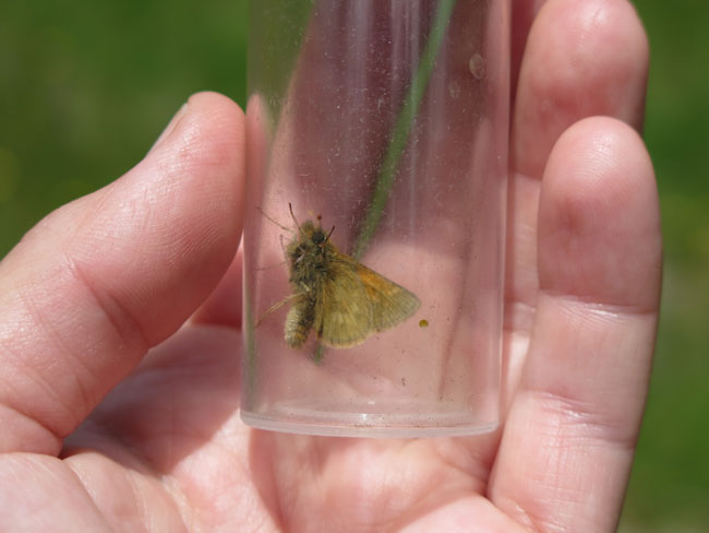 mardon skipper