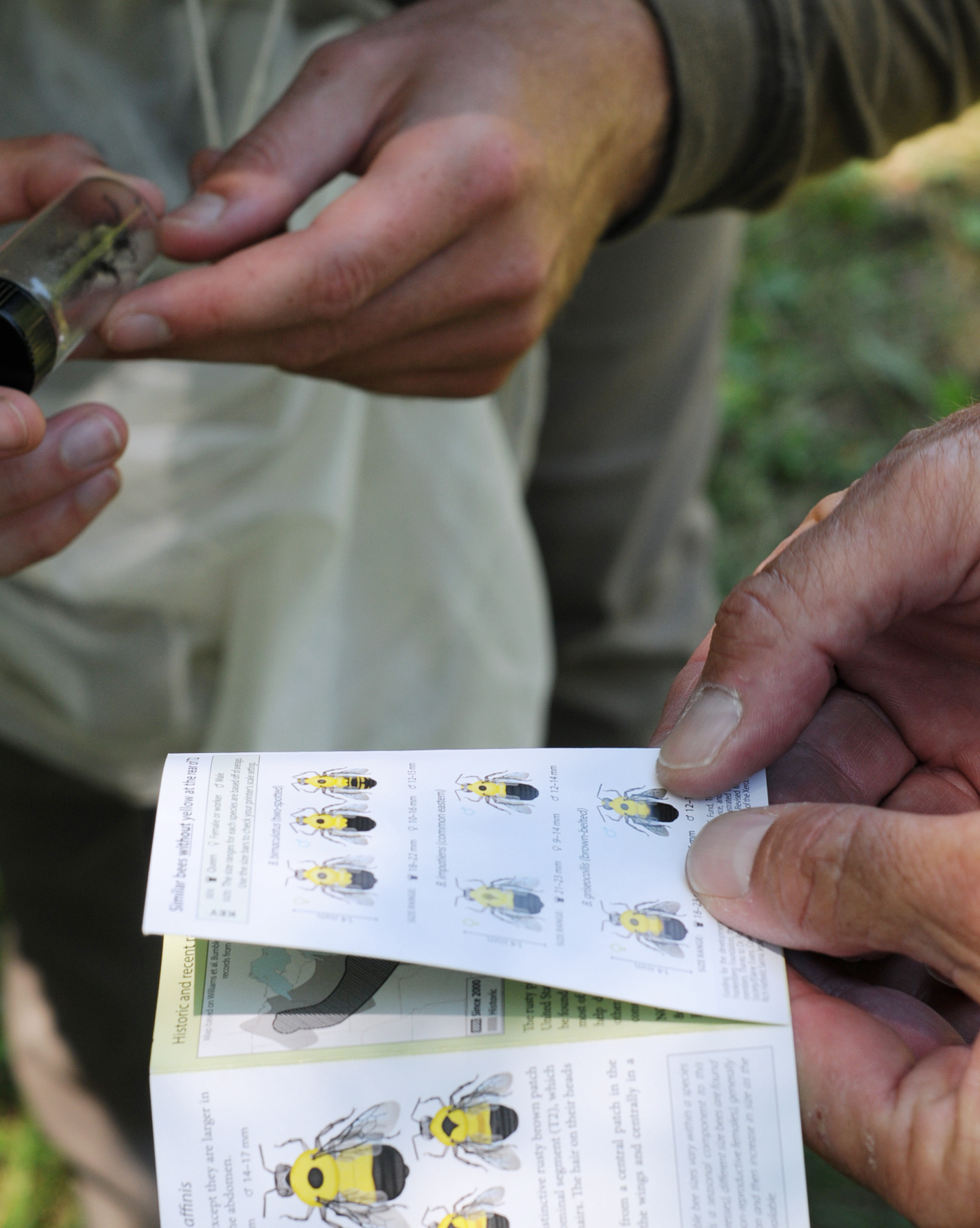Two pairs of hands, each holding one item: a vial with a bumble bee, and a bumble bee identification pamphlet