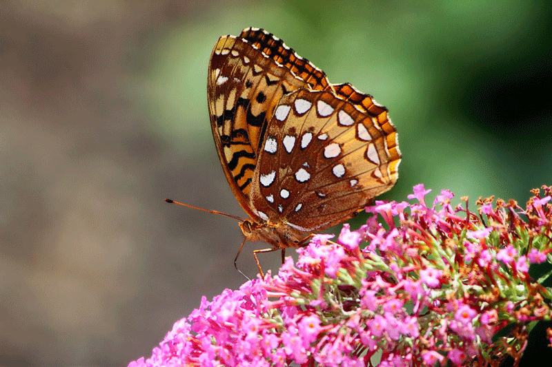 great spangled fritillary